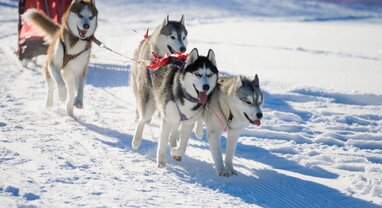 Husky dog sleigh ride