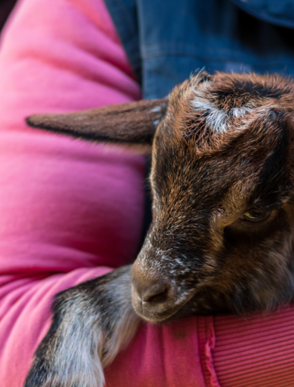 Baby goat in woman's arms