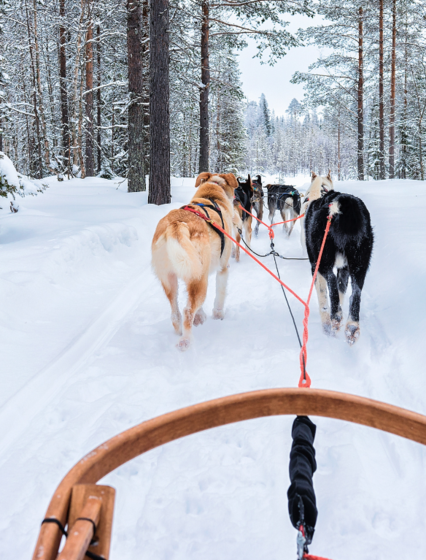 Husky dogs pulling sled through snowy forest