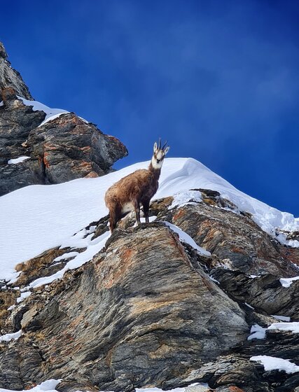 Mountain goat on rock