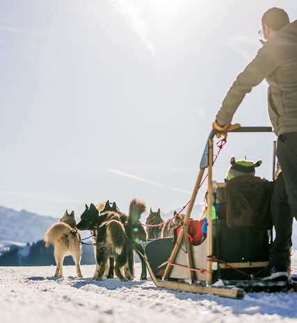 Musher on dog sled being pulled by husky dogs