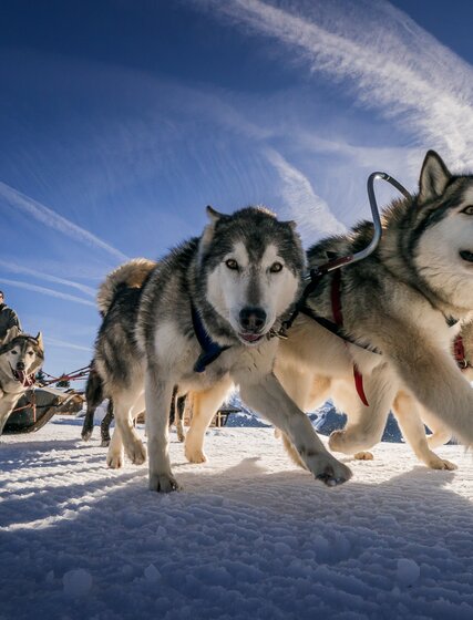 Husky dogs pulling sled