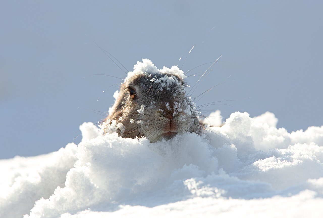 marmotte peeping through snow