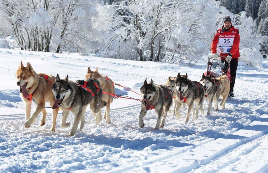Man on sled being pulled by husky dogs